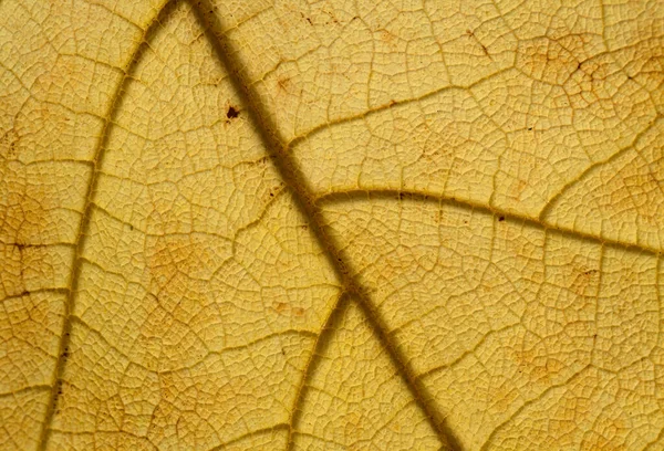 Textura Folha Amarela Morta Com Veias Manchas Escuras Fundo Macro — Fotografia de Stock