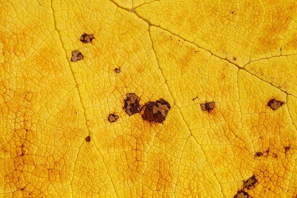 Damarları Koyu Lekeleri Olan Ölü Sarı Yaprak Dokusu Doğal Makro — Stok fotoğraf
