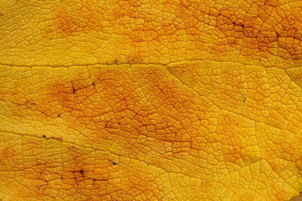 Textura Folha Amarela Morta Com Veias Manchas Escuras Fundo Macro — Fotografia de Stock