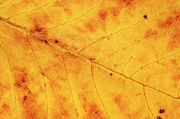 Dead Yellow Leaf Texture Veins Dark Patches Natural Macro Background — Zdjęcie stockowe