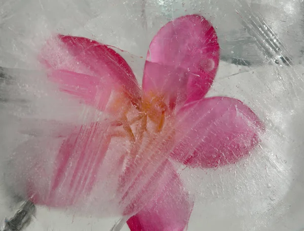 Ice Texture Pink Frangipani Plumeria Rubra Flower Frozen — Stock Photo, Image