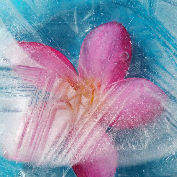 Ice Texture Pink Frangipani Plumeria Rubra Flower Frozen — Stock Photo, Image