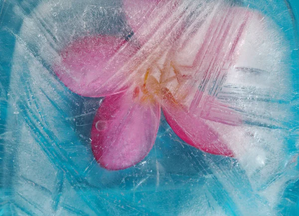 Ice Texture Pink Frangipani Plumeria Rubra Flower Frozen — Stock Photo, Image