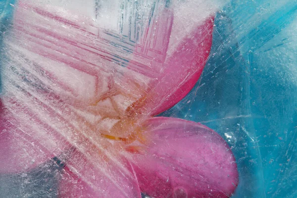 Textura Gelo Com Frangipani Rosa Plumeria Rubra Flor Congelada Dentro — Fotografia de Stock