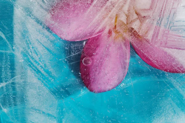 Textura Gelo Com Frangipani Rosa Plumeria Rubra Flor Congelada Dentro — Fotografia de Stock