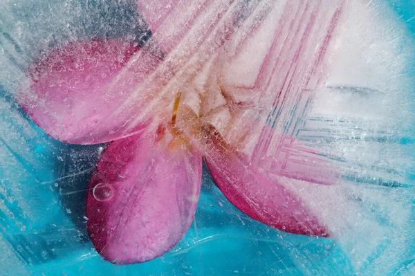 Textura Hielo Con Frangipani Rosa Plumeria Rubra Flor Congelada Dentro —  Fotos de Stock