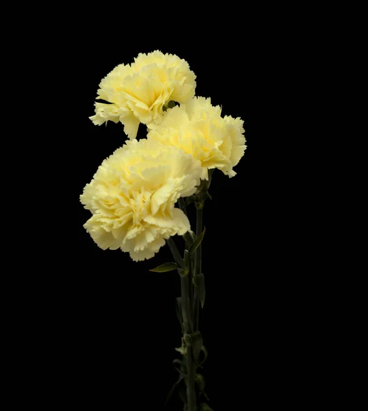 Bonito Amarelo Pálido Cravo Flores Isoladas Fundo Liso — Fotografia de Stock