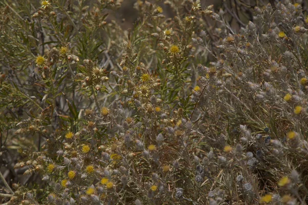 Flora Gran Canaria Carlina Salicifolia Specie Cardo Trovato Macaronesia Sfondo — Foto Stock