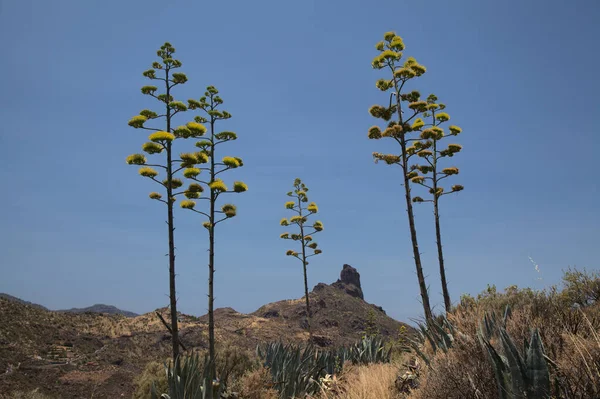 Flora Gran Canaria Agave Americana Centinela Especies Introducidas Invasoras —  Fotos de Stock