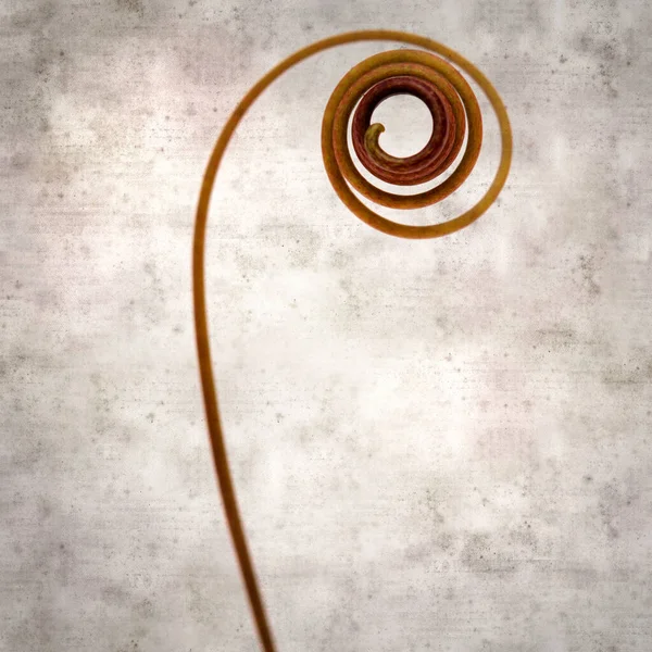 Quadrado Elegante Velho Fundo Papel Texturizado Com Espiral Tendril Passionflower — Fotografia de Stock