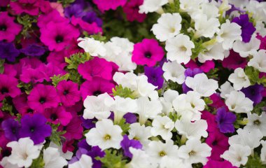 Petunya 'nın farklı tarlalarıyla dolu bir çiçek tarlası, doğal makro çiçekli arka plan.