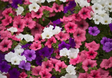 Petunya 'nın farklı tarlalarıyla dolu bir çiçek tarlası, doğal makro çiçekli arka plan.