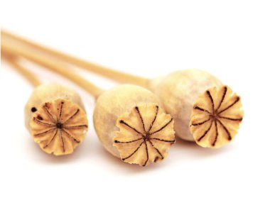 Gran Canaria 'dan Flora - beyaz arka planda izole edilmiş çeşitli haşhaş tohumu kapsülleri