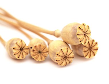 Gran Canaria 'dan Flora - beyaz arka planda izole edilmiş çeşitli haşhaş tohumu kapsülleri