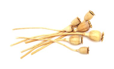 Gran Canaria 'dan Flora - beyaz arka planda izole edilmiş çeşitli haşhaş tohumu kapsülleri