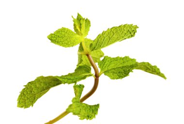 Gran Canaria 'dan Flora - Mentha spicata, nane, tanıtılan türler, beyaz arka planda izole edilmiş