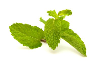Gran Canaria 'dan Flora - Mentha spicata, nane, tanıtılan türler, beyaz arka planda izole edilmiş