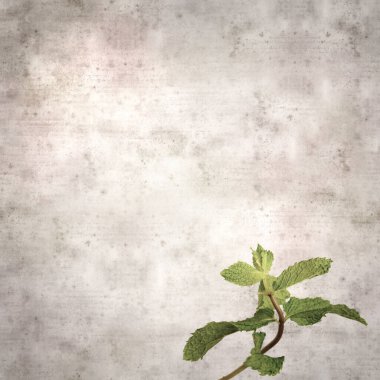 kare biçiminde eski dokuma kağıt arka planda yeşil nane filizleri