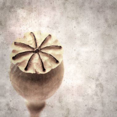 Haşhaş tohumu kapsülleri ile biçimlendirilmiş eski kağıt arka plan