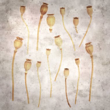 Haşhaş tohumu kapsülleri ile biçimlendirilmiş eski kağıt arka plan