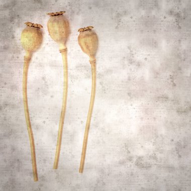 Haşhaş tohumu kapsülleri ile biçimlendirilmiş eski kağıt arka plan