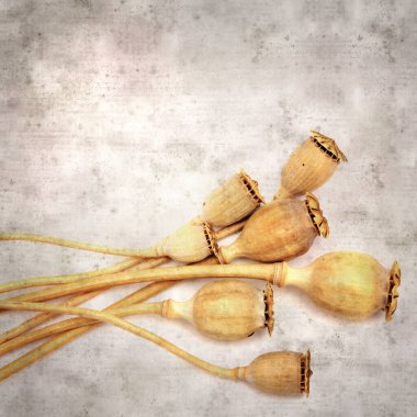 Haşhaş tohumu kapsülleri ile biçimlendirilmiş eski kağıt arka plan