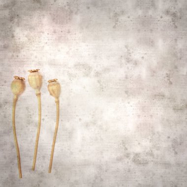 Haşhaş tohumu kapsülleri ile biçimlendirilmiş eski kağıt arka plan