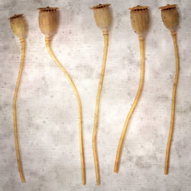 Haşhaş tohumu kapsülleri ile biçimlendirilmiş eski kağıt arka plan