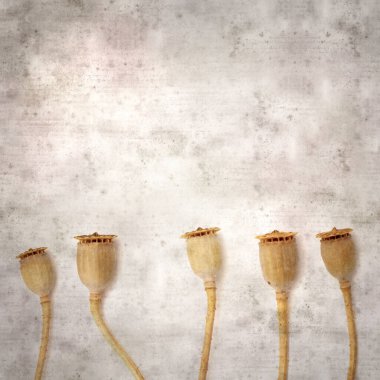 Haşhaş tohumu kapsülleri ile biçimlendirilmiş eski kağıt arka plan