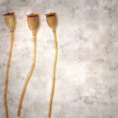 Haşhaş tohumu kapsülleri ile biçimlendirilmiş eski kağıt arka plan