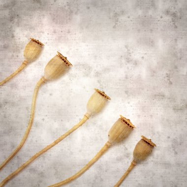 Haşhaş tohumu kapsülleri ile biçimlendirilmiş eski kağıt arka plan