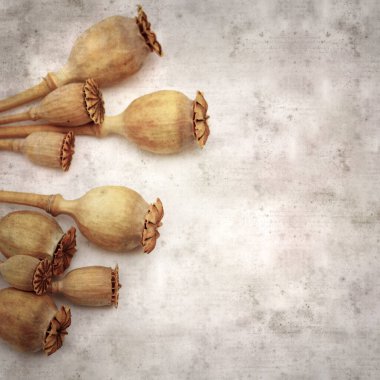 Haşhaş tohumu kapsülleri ile biçimlendirilmiş eski kağıt arka plan