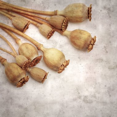 Haşhaş tohumu kapsülleri ile biçimlendirilmiş eski kağıt arka plan