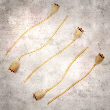 Haşhaş tohumu kapsülleri ile biçimlendirilmiş eski kağıt arka plan