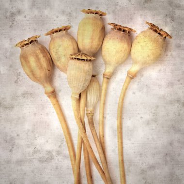 Haşhaş tohumu kapsülleri ile biçimlendirilmiş eski kağıt arka plan