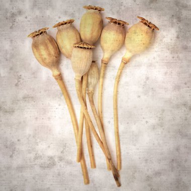 Haşhaş tohumu kapsülleri ile biçimlendirilmiş eski kağıt arka plan