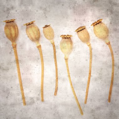 Haşhaş tohumu kapsülleri ile biçimlendirilmiş eski kağıt arka plan