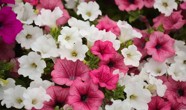 Flower Bed Full Different Cultivars Petunia Natural Macro Floral Background — Stock Photo, Image