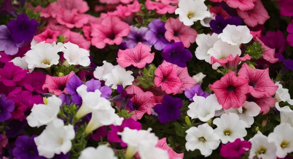 Florero Repleto Diferentes Cultivares Petunia Fondo Macro Floral Natural — Foto de Stock