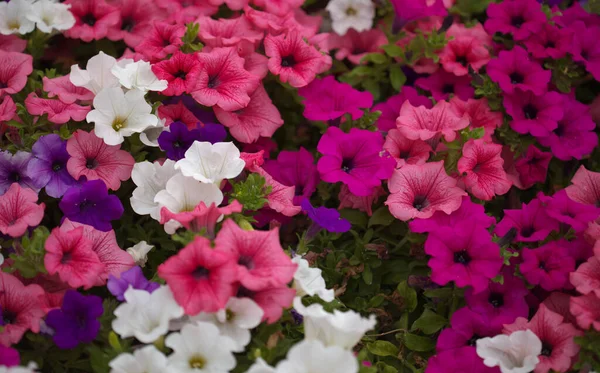 ペチュニアのさまざまな品種でいっぱいの花壇 自然なマクロの花の背景 — ストック写真