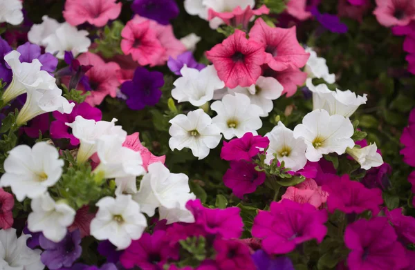 ペチュニアのさまざまな品種でいっぱいの花壇 自然なマクロの花の背景 — ストック写真