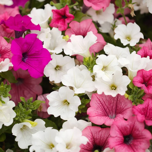 ペチュニアのさまざまな品種でいっぱいの花壇 自然なマクロの花の背景 — ストック写真