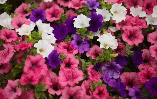 Flower Bed Full Different Cultivars Petunia Natural Macro Floral Background — Stock Photo, Image