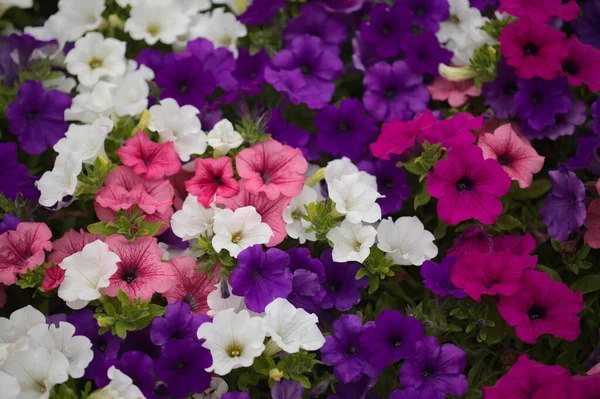 Blumenbeet Voller Verschiedener Petunienarten Natürlicher Makrofloraler Hintergrund — Stockfoto