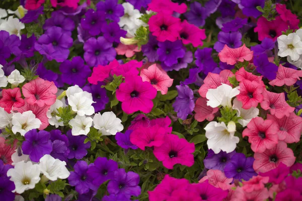 Bloemenbed Vol Met Verschillende Cultivars Van Petunia Natuurlijke Macro Bloemen — Stockfoto