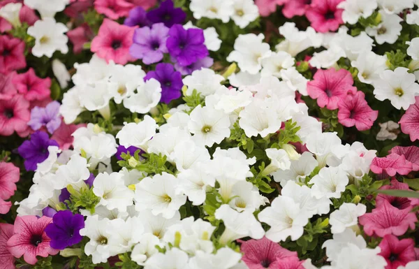 Bloemenbed Vol Met Verschillende Cultivars Van Petunia Natuurlijke Macro Bloemen — Stockfoto