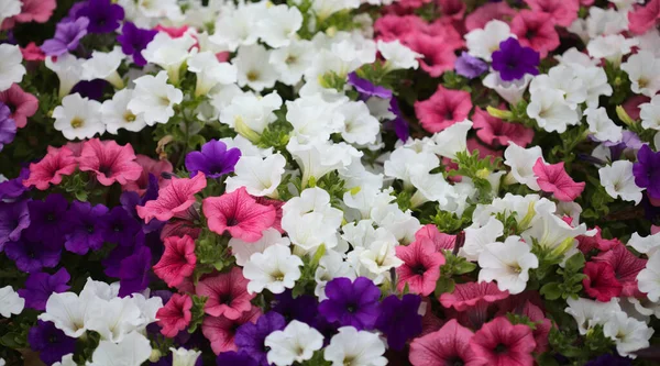 Blumenbeet Voller Verschiedener Petunienarten Natürlicher Makrofloraler Hintergrund — Stockfoto