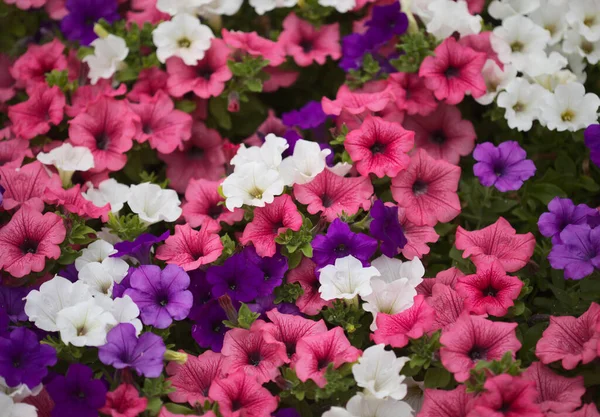 ペチュニアのさまざまな品種でいっぱいの花壇 自然なマクロの花の背景 — ストック写真