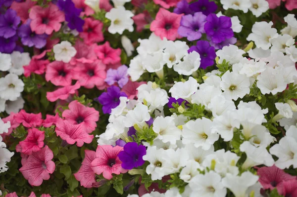 Florero Repleto Diferentes Cultivares Petunia Fondo Macro Floral Natural — Foto de Stock