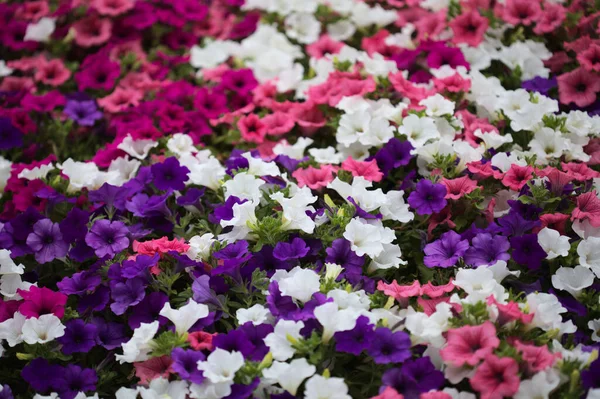 Blumenbeet Voller Verschiedener Petunienarten Natürlicher Makrofloraler Hintergrund — Stockfoto